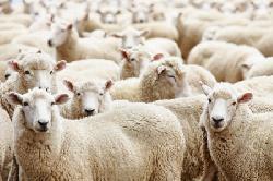 Nhau thai cừu úc có tốt không ?