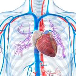 Coenzym q10 là gì? coenzym q10 có tác dụng như thế nào với bệnh tim?
