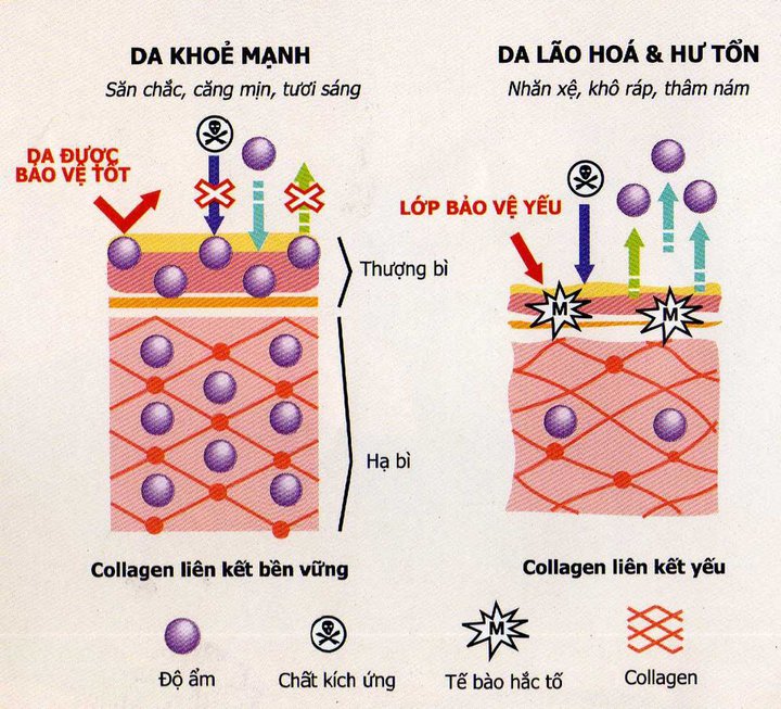 cấu trúc collagen trong da
