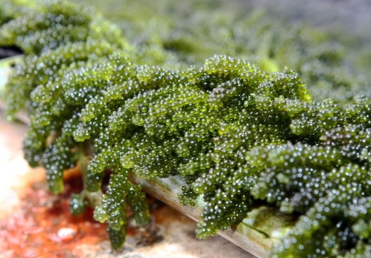 tảo spiulina