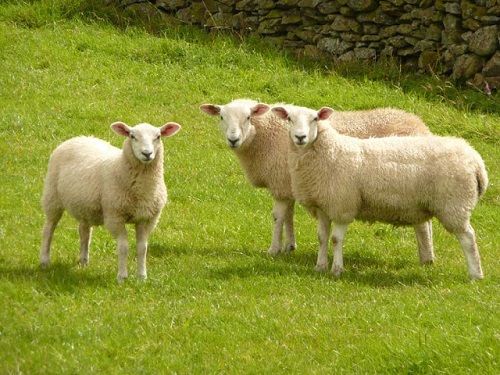 kinh nghiệm chọn mua nhau thai cừu