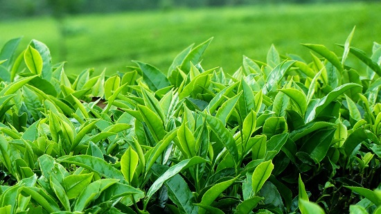 Bí quyết trị mụn mủ từ thiên nhiên bằng trà xanh
