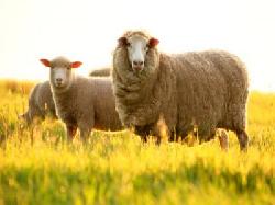 Giải Đáp các thắc mắc khi sử dụng nhau thai cừu