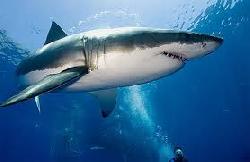 Sụn vi cá mập chữa bệnh gì ?