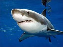 Tìm hiểu thêm về các sản phẩm sụn vi cá mập