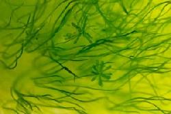 Tác dụng của tảo mặt trời spirulina Đối với sức khỏe người sử dụng