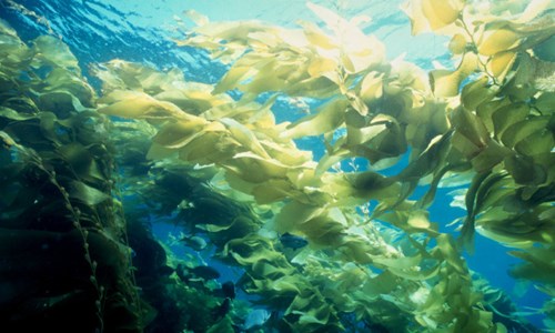 công dụng của tảo biển là gì