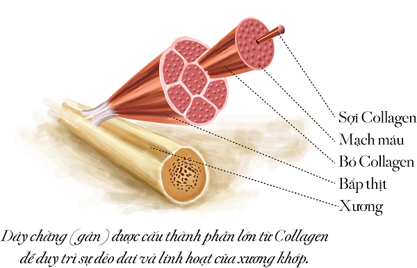 Collagen là gì? tác dụng của collagen với da mặt