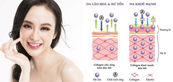 những điều cần biết về collagen shiseido