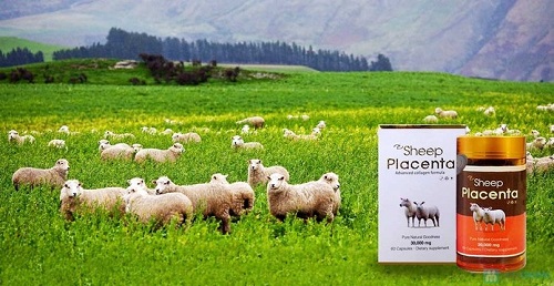 cách bảo quản nhau thai cừu