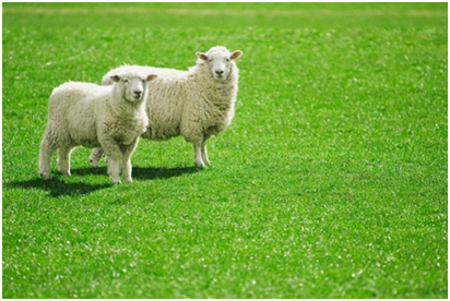 điều hòa kinh nguyệt bằng nhau thai cừu 2