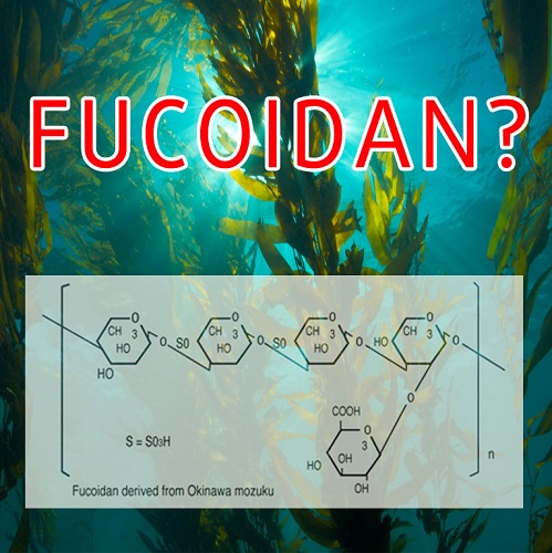 cách chọn sản phẩm fucoidan tốt nhất