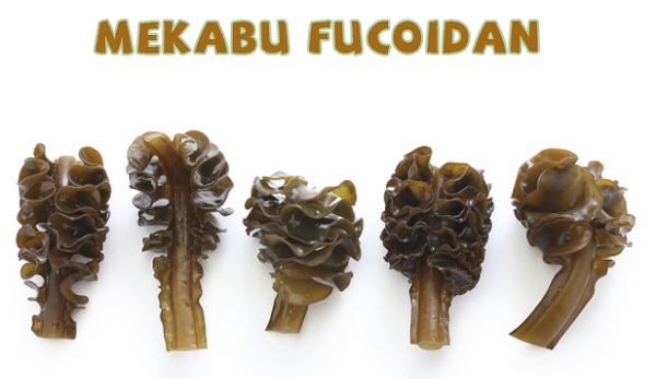 3 Loài tảo nâu Nhật Bản và những lợi ích thần kỳ cho sức khỏe