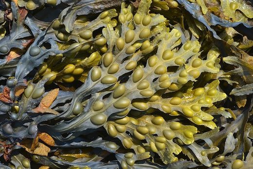 3 Loài tảo nâu Nhật Bản và những lợi ích thần kỳ cho sức khỏe