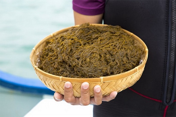 Lợi ích tuyệt vời của tảo nâu Mozuku Okinawa với sức khỏe