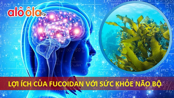 Lợi ích của Fucoidan với sức khỏe não bộ 