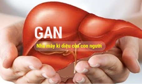 gan đóng vai trò quan trong đối với sự sống của cơ thể