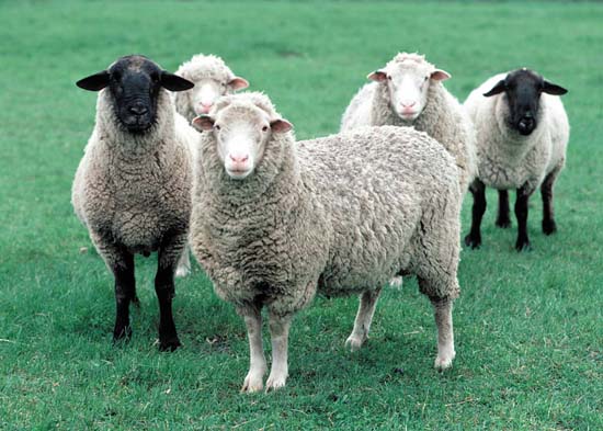 Nhau thai cừu loại nào tốt nhất? 