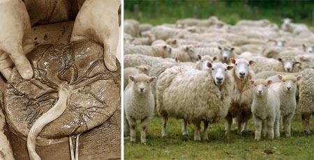 nhau thai cừu là gì
