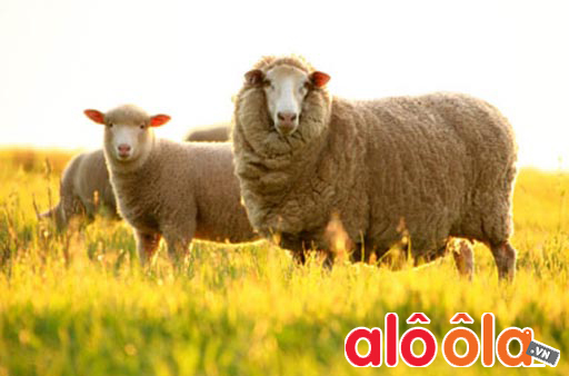 Viên uống nhau thai cừu được chiết xuất từ nhau thai cừu úc