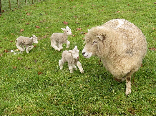 tác dụng của nhau thai cừu úc