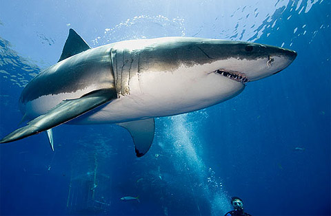 Sụn vi cá mập chữa bệnh gì ? 