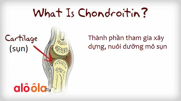  Chondroitin là gì?