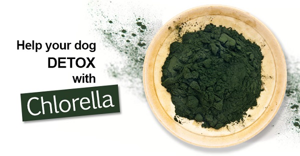 Chlorella loại bỏ kim loại nặng, trợ giúp Detox