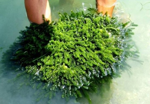 Công dụng của tảo biển với bệnh ung thư