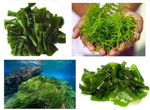 công dụng tảo biển với bệnh tiểu đường