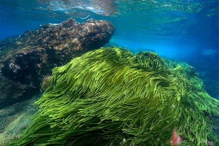 tảo biển xoắn nhật bản rất giàu dinh dưỡng