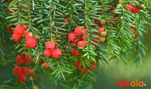 cây thông đỏ quý hiếm của Hàn Quốc