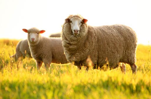 Tại sao nhau thaic cừu có tác dụng làm đẹp
