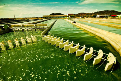 mô hình trồng tảo mặt trời spirulina