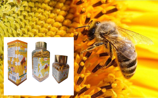 Royal Jelly được tiết ra từ những hạch trên đầu của ong chuyên biệt gọi là "ong vú nuôi" (ong thợ)
